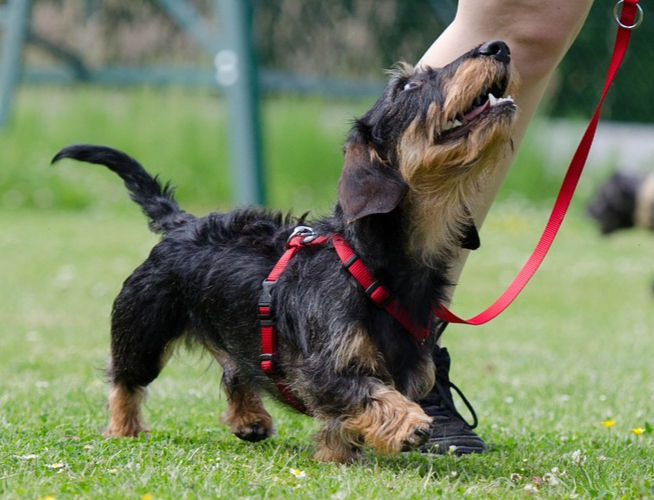 Dog training Classes in Tonbridge, Kent