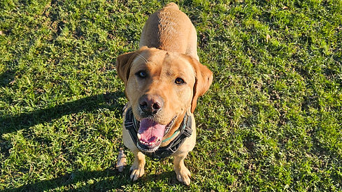 Behavioural Solutions