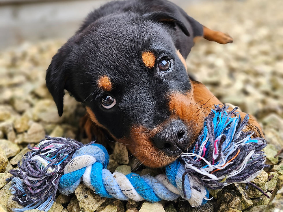 Puppy Classes in Tonbridge, Kent