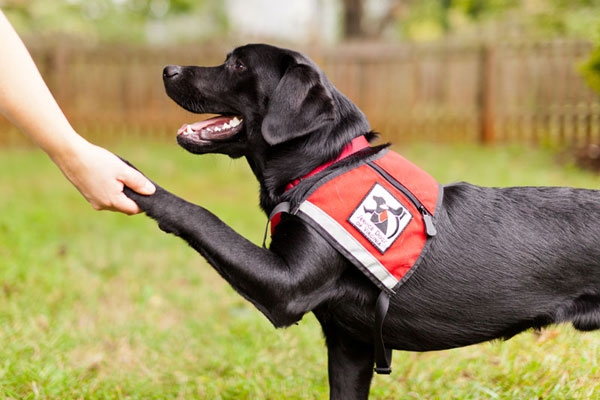 assistance dog trainer