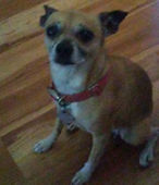 Chico Gomez