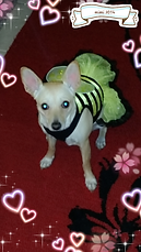 MIMI
