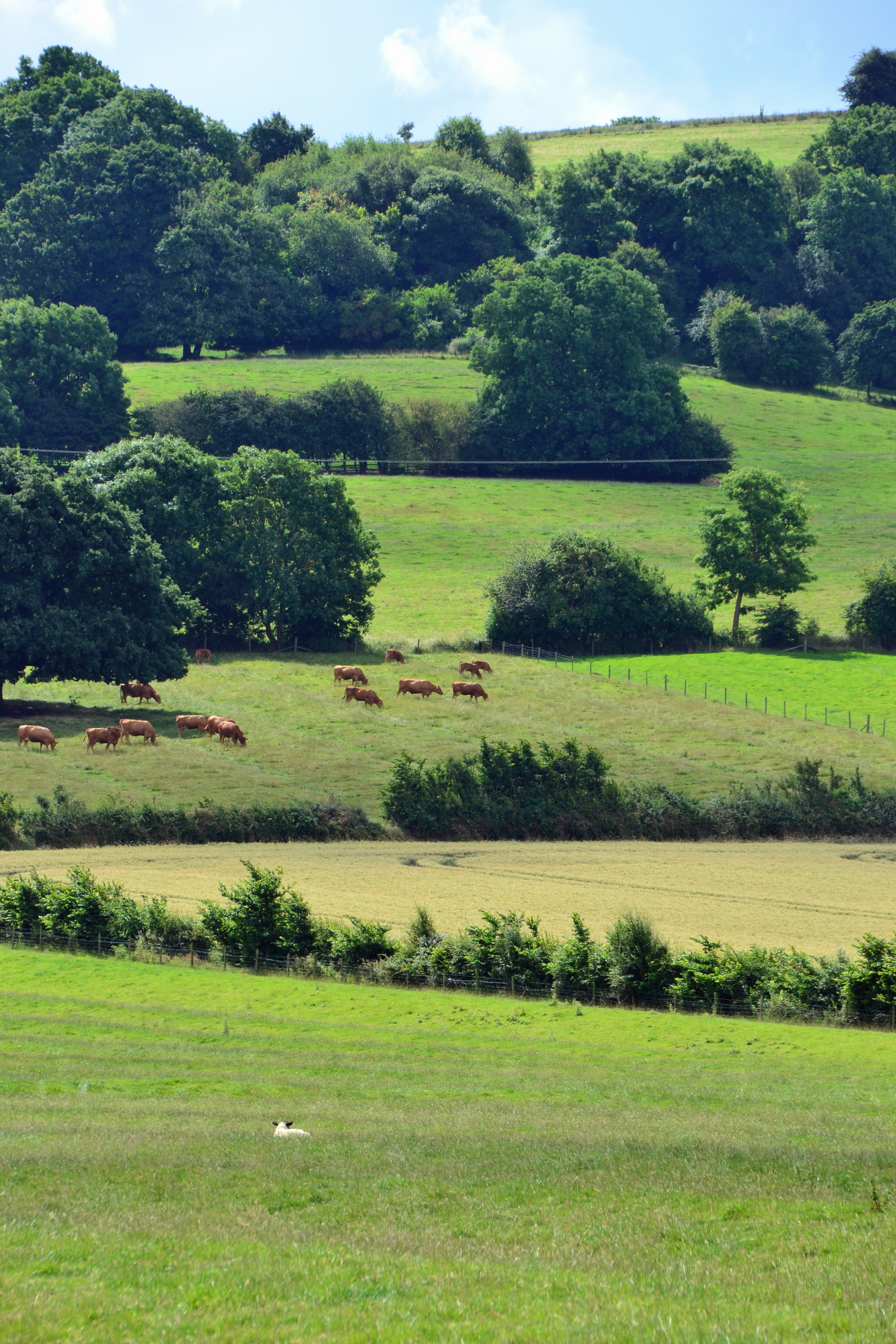 Meon Hill fields