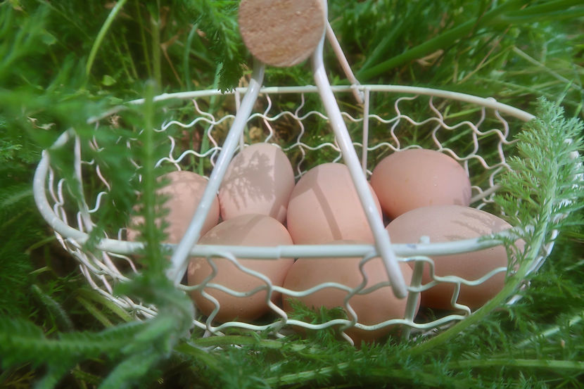 TheFairyEggs.jpg