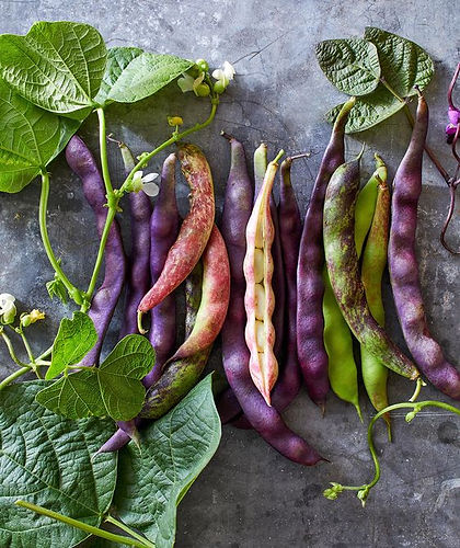 heirloombean.jpg