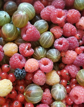 Making a Raspberry Gooseberry Red Currant preserve all from the garden!.jpeg