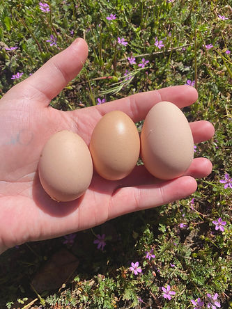 Eegs.jpg