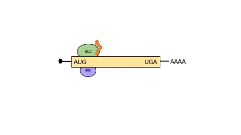 mRNA translation initation and elongation is regulated by the clock