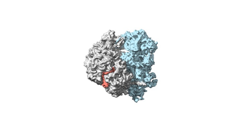 The clock may control the composition and activity of ribosomes