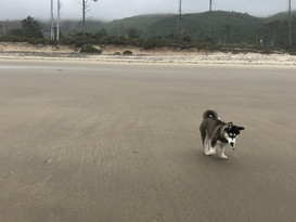 IMG_1025.jpeg
