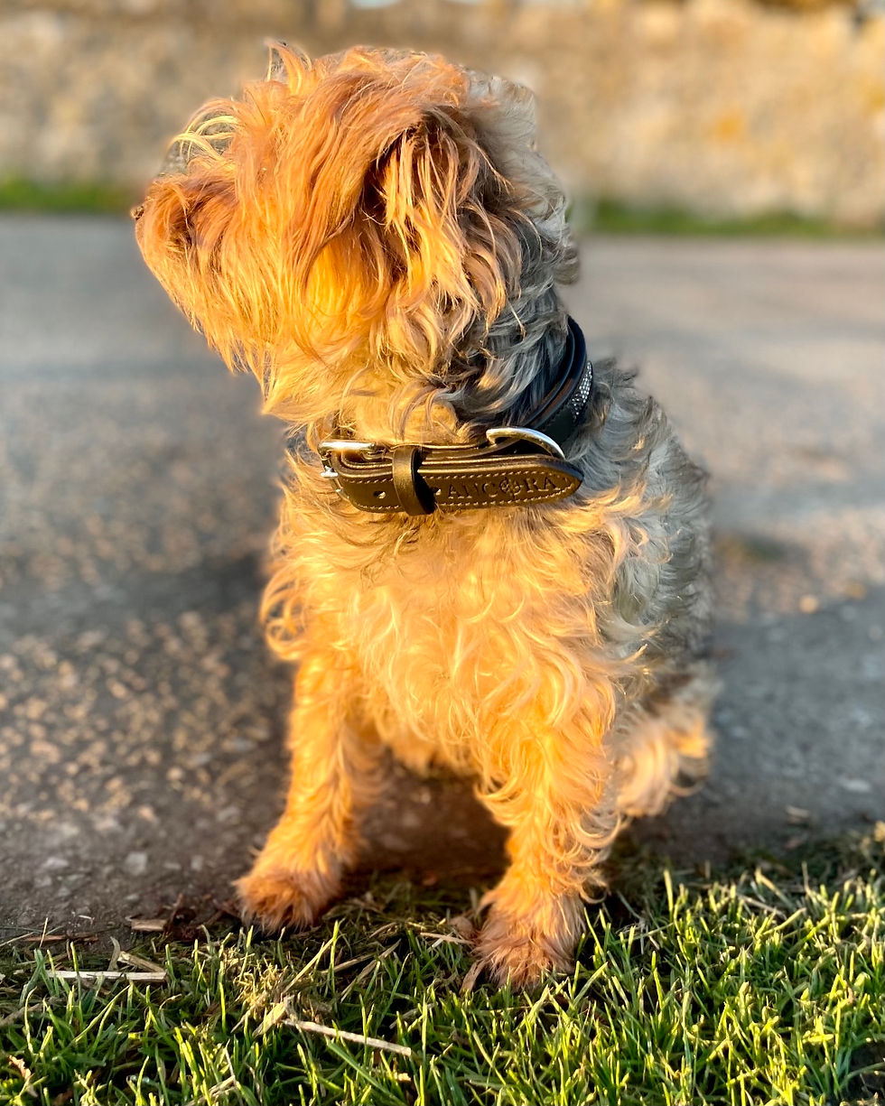 Thumbnail: Black Diamanté Dog Collar