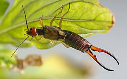 Earwig