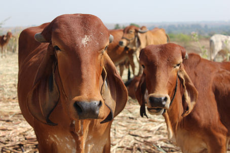                        The Majestic Gir Cow: India's Dairy Gem