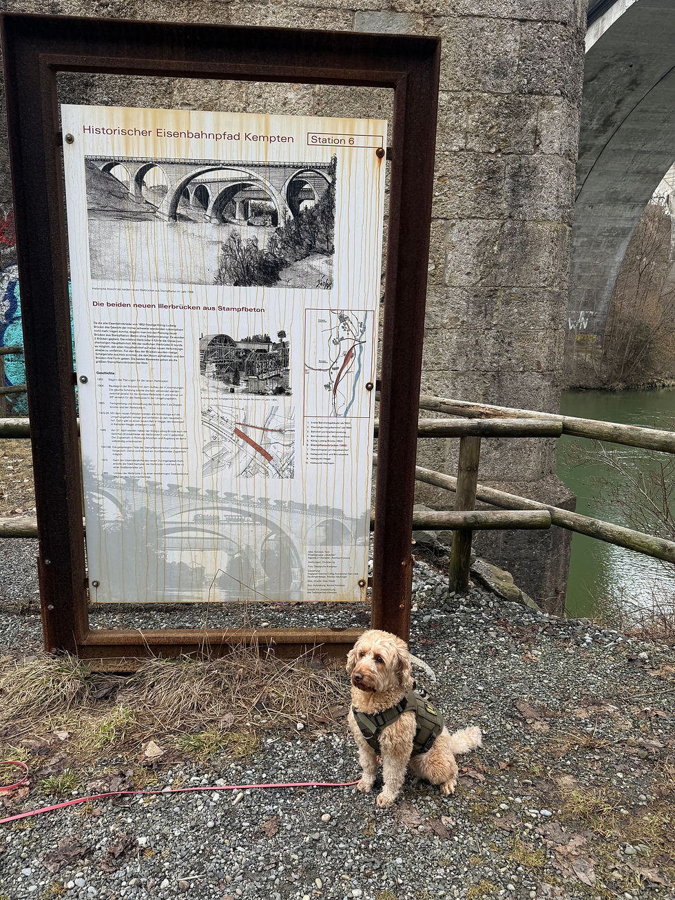 Hundetraining im Frühling in Kempten – Warum dein Hund plötzlich „alles vergisst“
