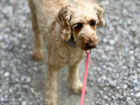 Wenn Bewegung schwerfällt – warum Gelenke, Faszien und Muskulatur beim Hund so wichtig sind