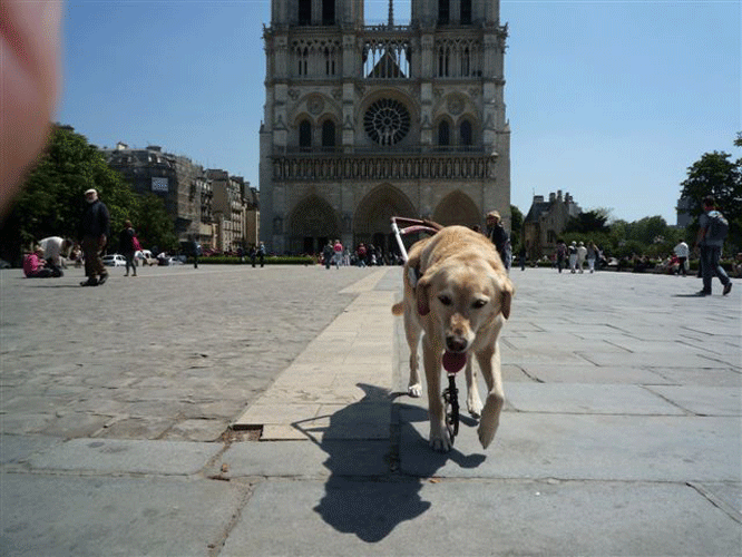 rumba_notre_dame.gif