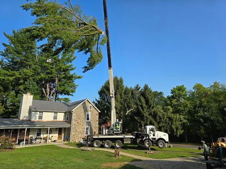 tree removal cost montgomery county PA