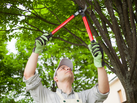 signs your tree needs pruning