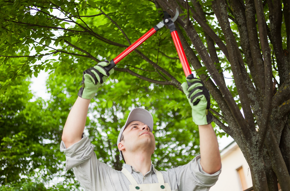 signs your tree needs pruning