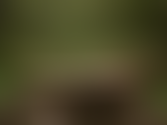 stump removal in Chester County