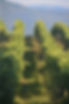 wine region 2.JPG