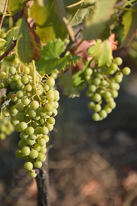 grapes front page.jpg