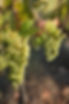 grapes front page.jpg