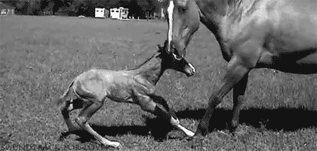 GIF of a foal losing its balance and falling over in the grass