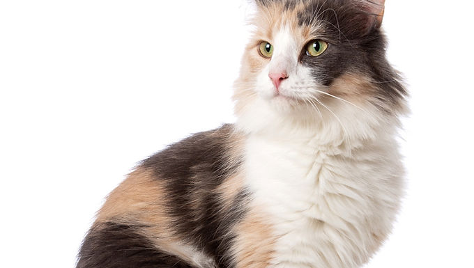 ”I dremt a dream of you, and then it came true”