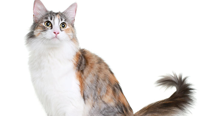 ”I could tell that you were curious, oh, yeah”