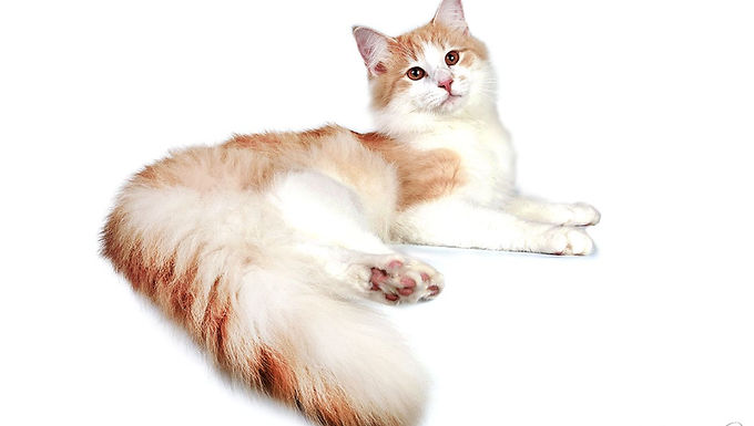 "Tunnen kuinka vauhti kiihtyy"