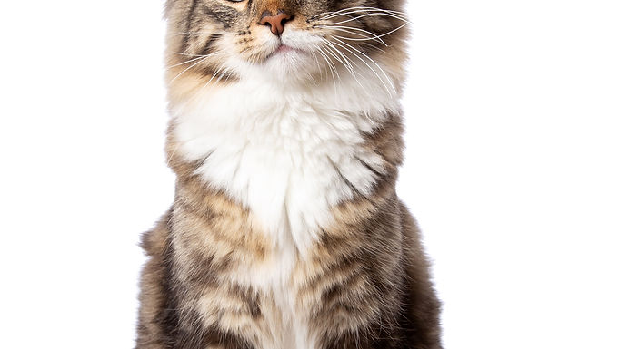 "It's meant to be, it will be"