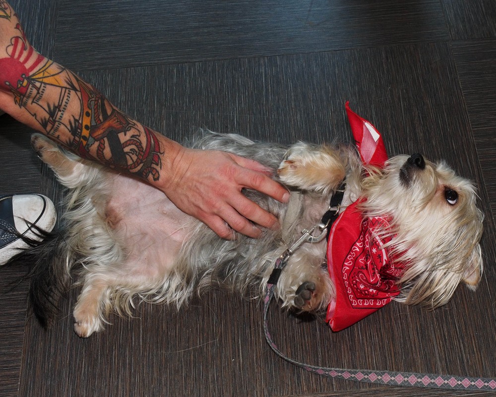 Emmie (Yorkie / Maltese Mix)