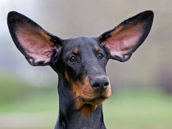 Your Dog’s Coat Color Predicts His Hearing Ability