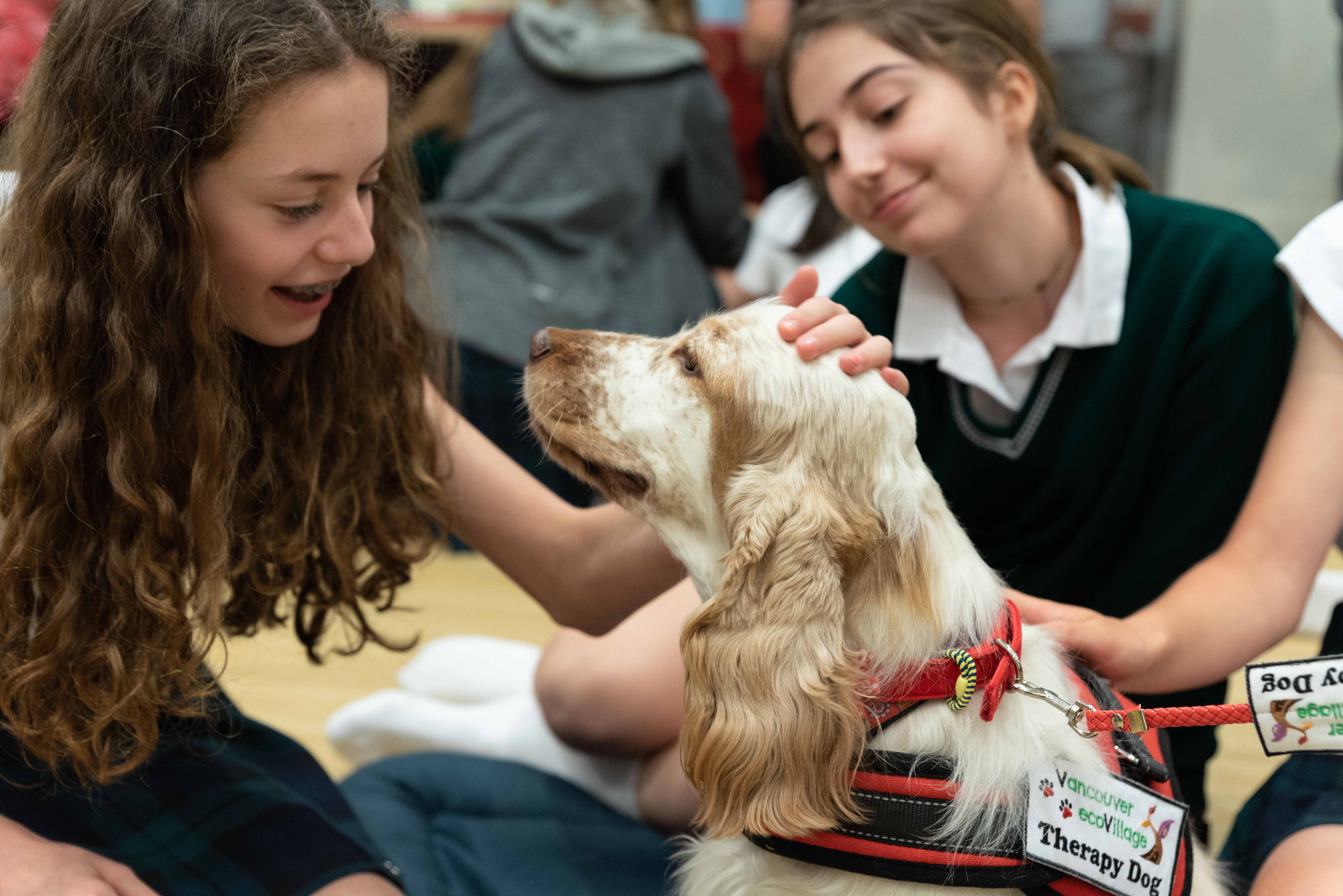 Tessa - English Cocker Spaniel