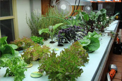 Selection of Diversity