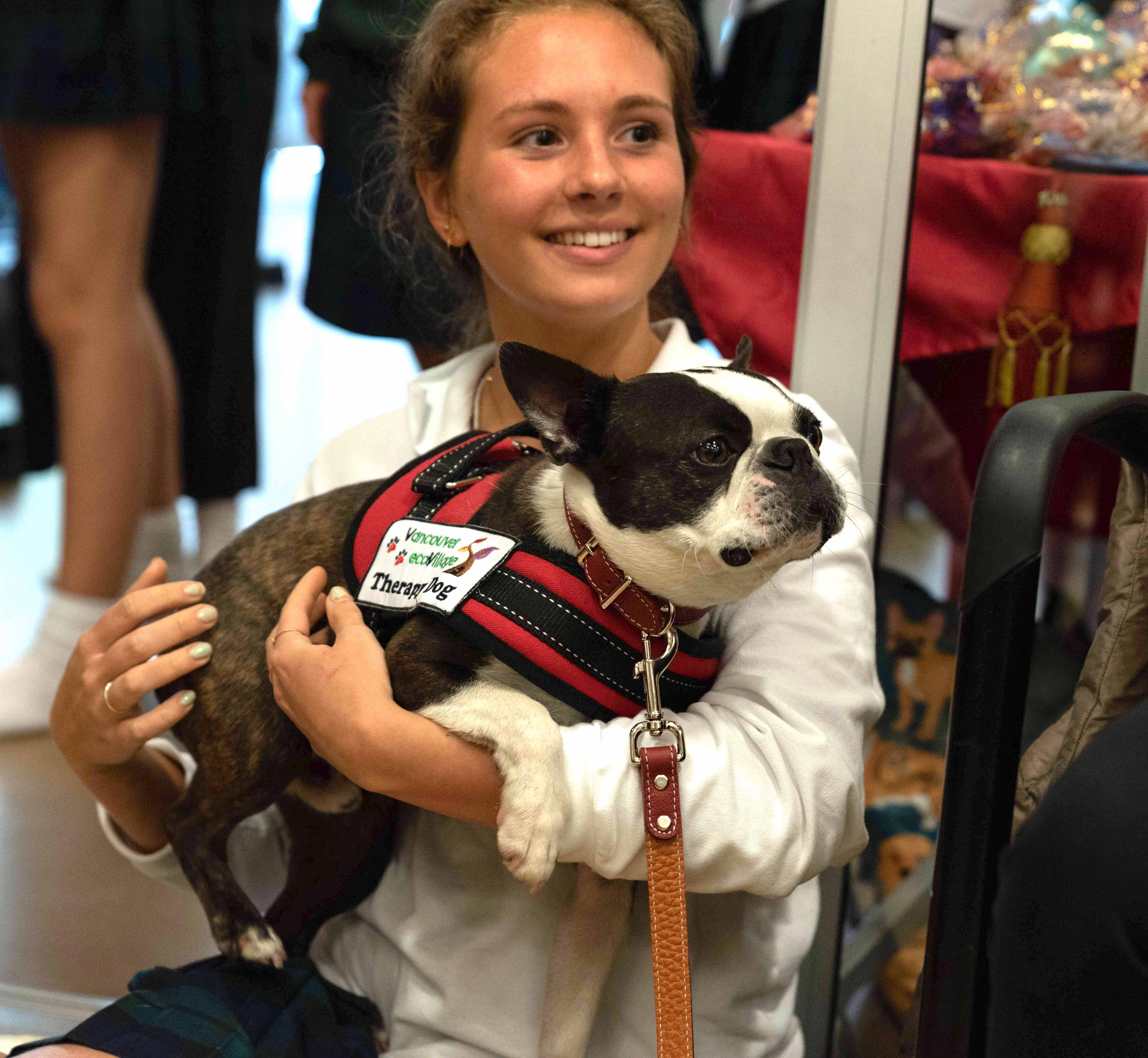 Spock - Boston Terrier