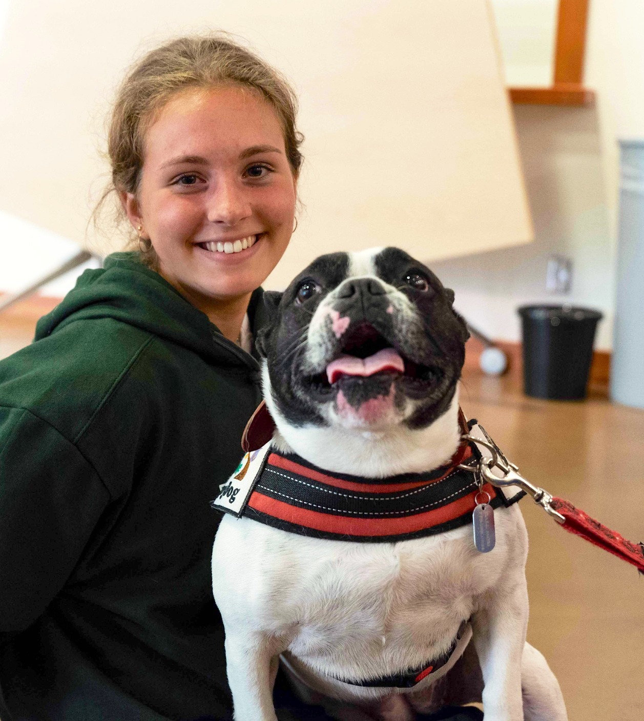 Meatball - French Bulldog