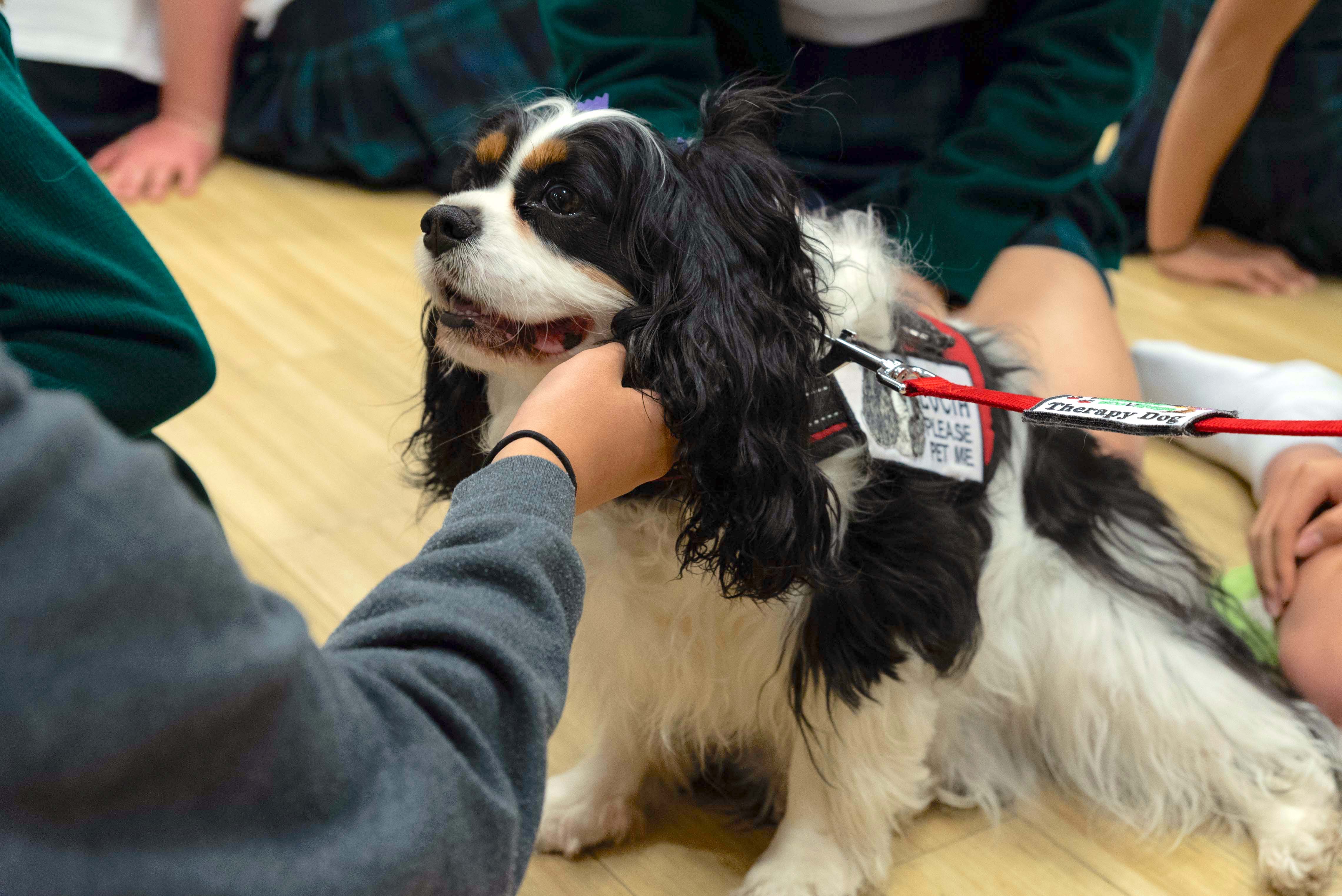 Lucia - KC Cavalier Spaniel