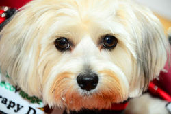 GINNY (Maltese-Yorkie)