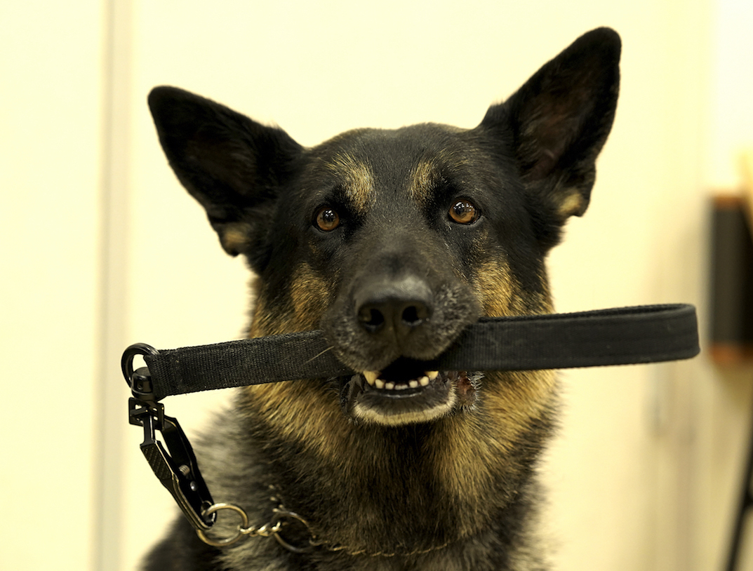 Mazel - German Shepherd