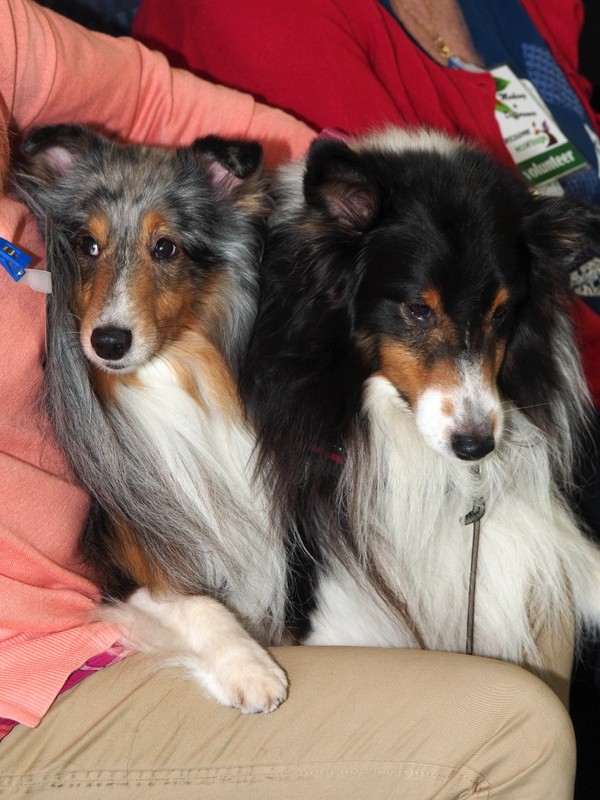 Charlie & Danny (Shelties)