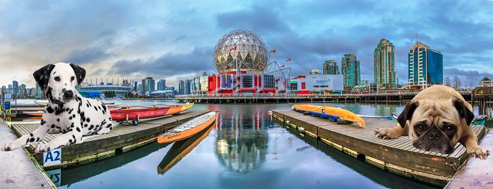 Therapy Dogs at Science World