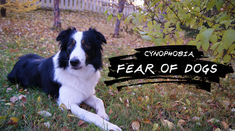 Why dogs are good at reading human emotions from our body language