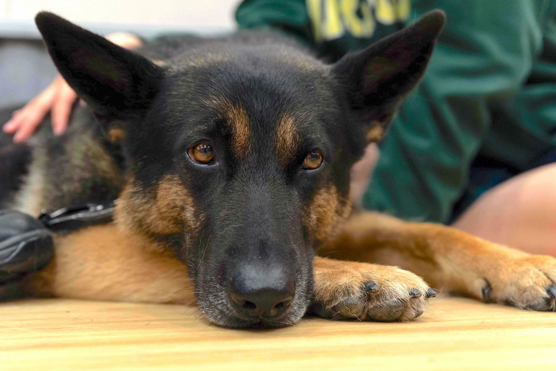Mazel - German Shepherd