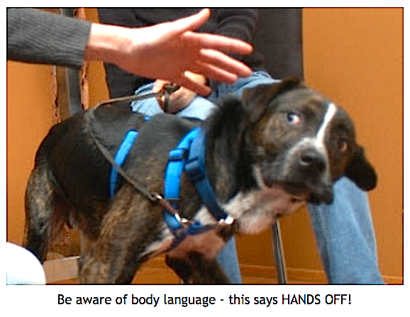 How NOT to Greet a Dog 🙀