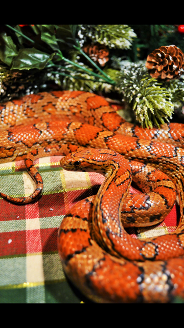 Orange Snakes