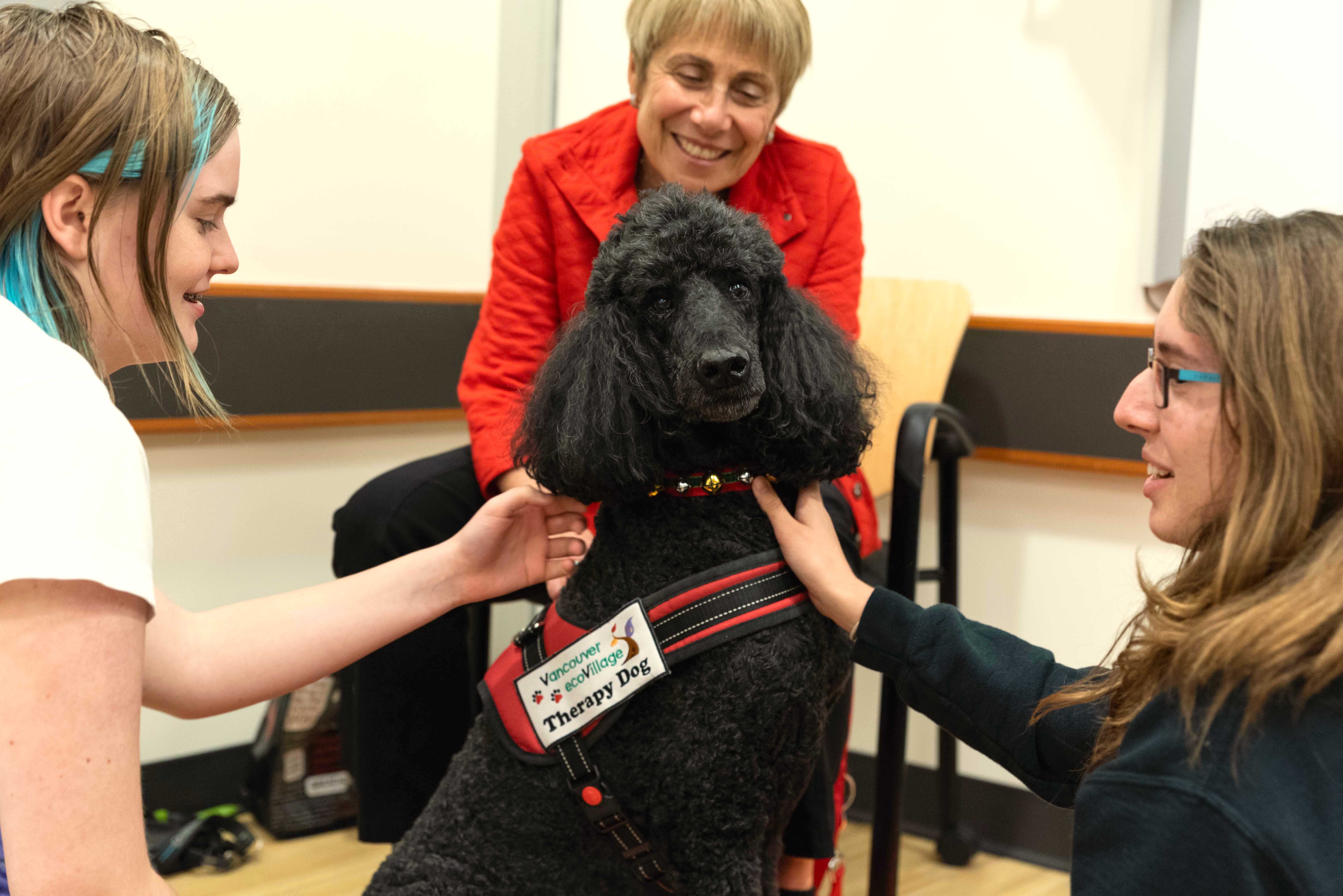 Jerry - Standard Poodle