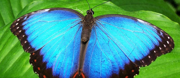 La cayena y Samba pa' ti