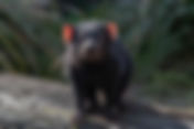 Raras especies regresan de la "extinción"